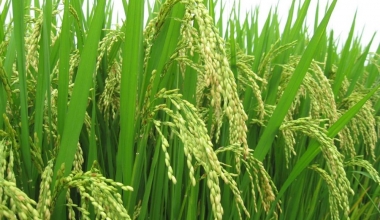 Lúa trong cánh đồng lớn bán được giá cao