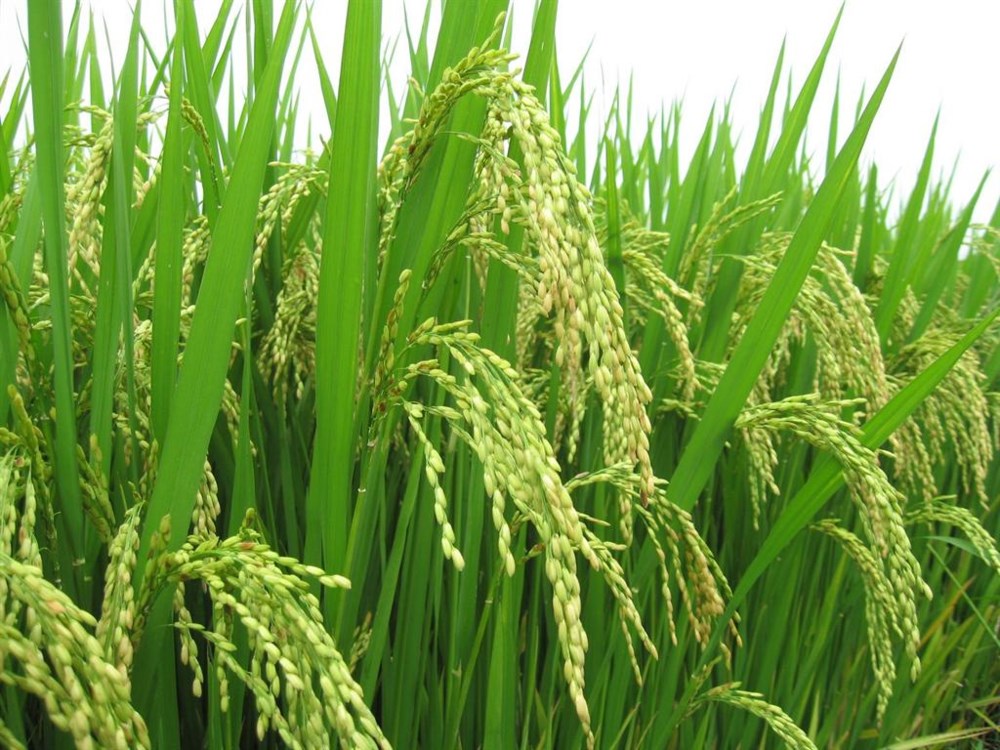 Lúa trong cánh đồng lớn bán được giá cao